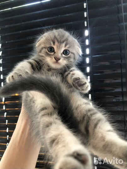 Шотландская