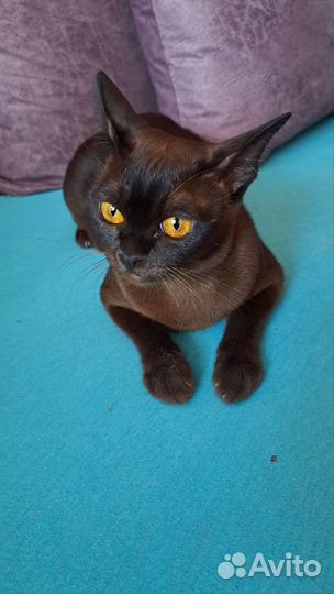 Бурманская