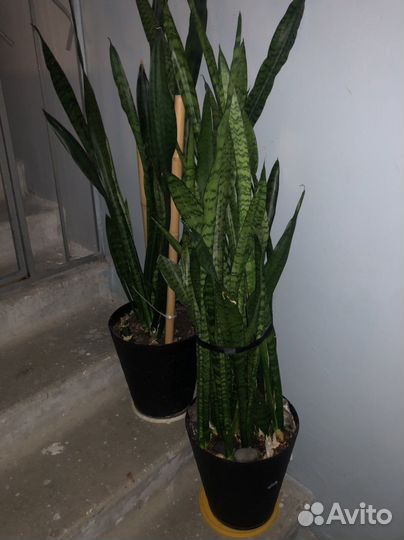 Комнатные растения, большие