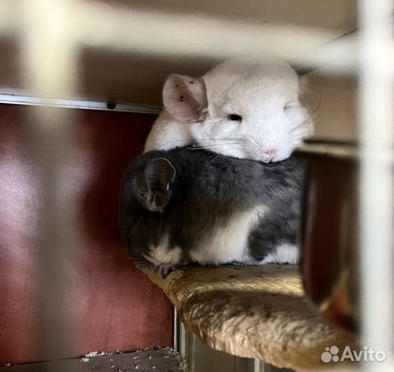 Мальчики разных окрасов