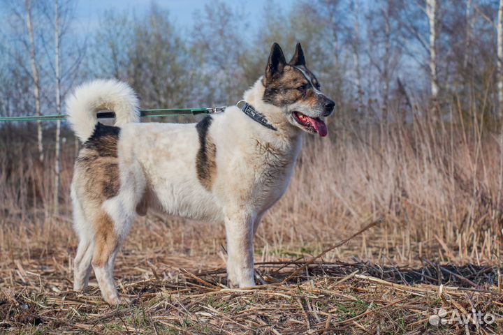Алтай в Добрые Руки