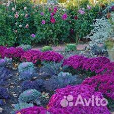 Хризантема мультифлора