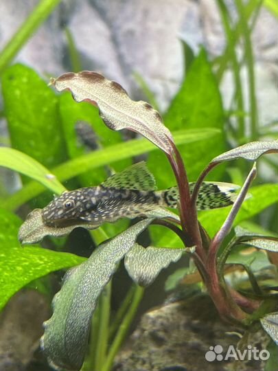 Анциструс вуалевый мальки