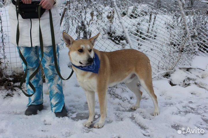 Собака в добрые руки отдам бесплатно