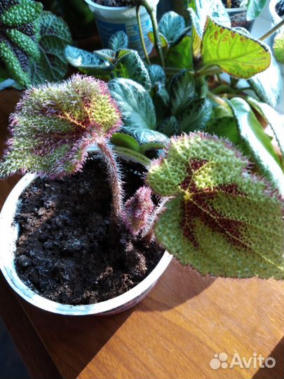 Комнатные цветы