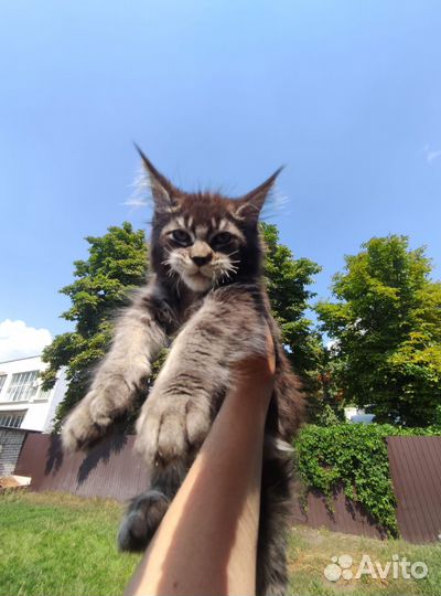 Котята мейн-кун