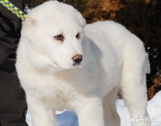 Щенок алабая кобель