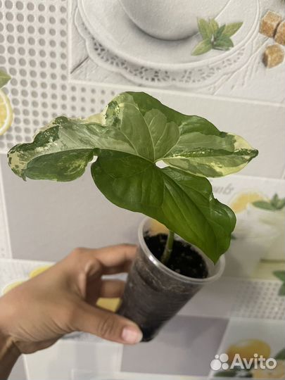 Комнатные растения 1