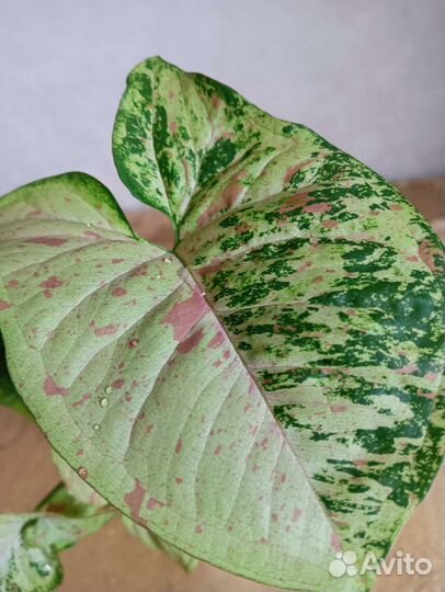 Сингониумы