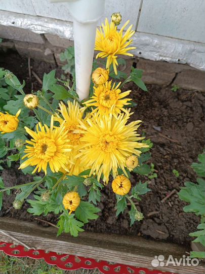 Хризантема