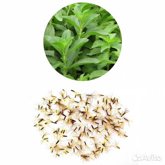 Стевия медовая семена