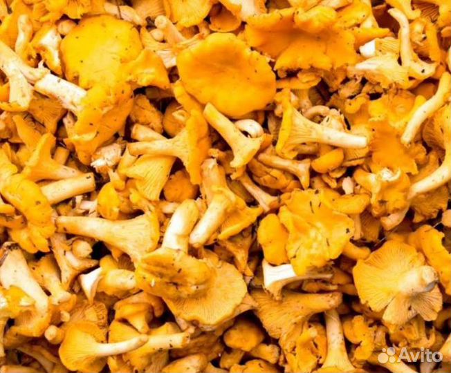 Грибы лисички