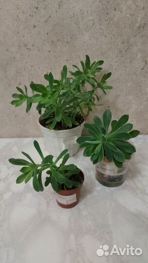 Эониум, Хавортия