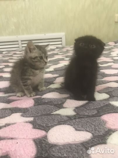 Шотландские котята