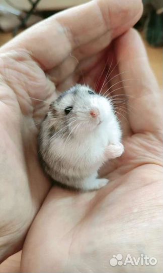 Хомяк с новой клеткой