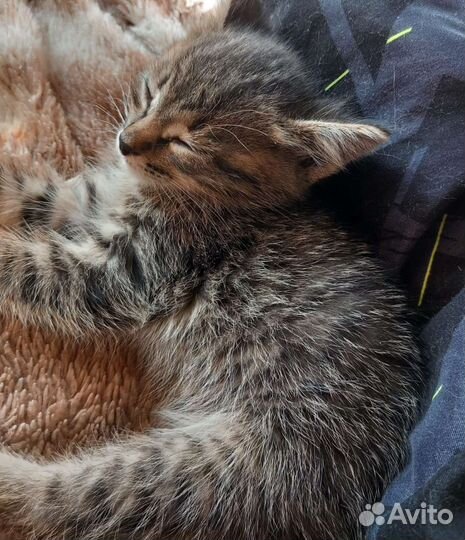 Отдамим котят бесплатно