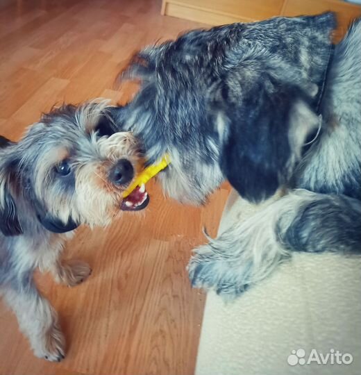 Передержка собак