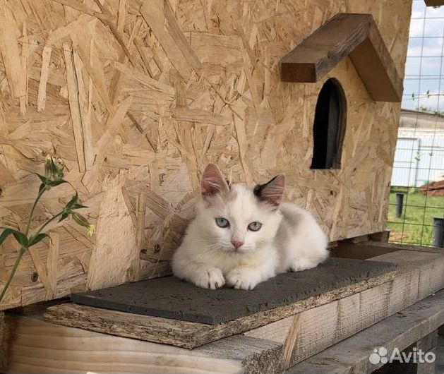 Котенок в добрые руки