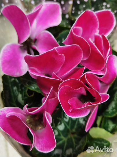 Цикламен в ассортименте, комнатные цветы