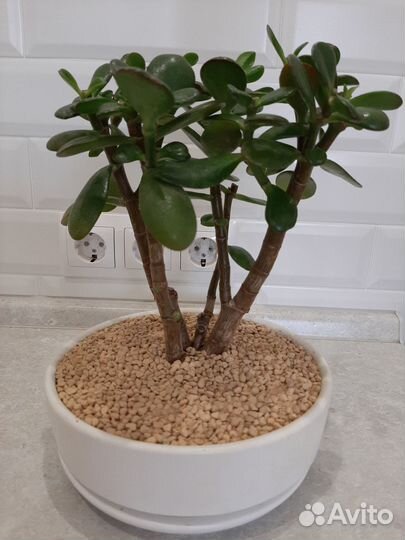 Бонсай из Крассулы