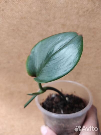 Сциндапсус Мунлайт