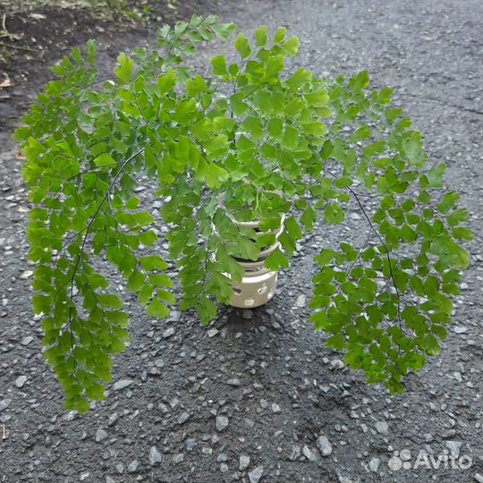 Папоротник Адиантум