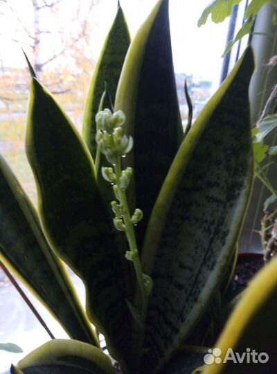 Сансевиерия Лауренти