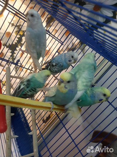 Молодые волнистые попугаи местного разведения