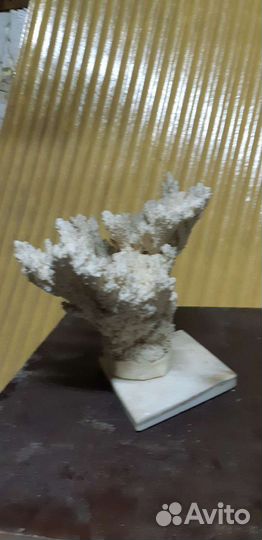 Корал для аквариума