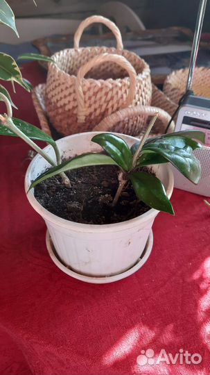 Комнатные домашние растения