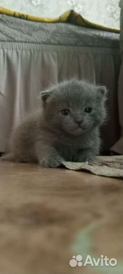 Британские котята