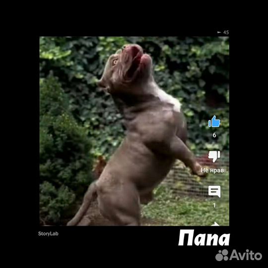 Девчушка ambully