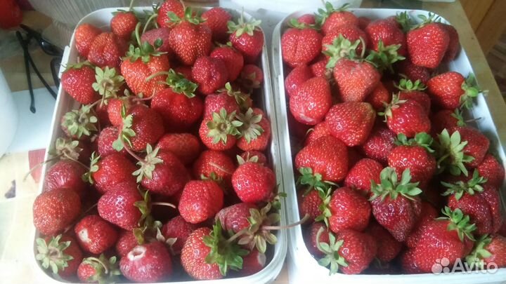 Клубника сорт Лорд