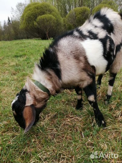 Англо нубийский козел