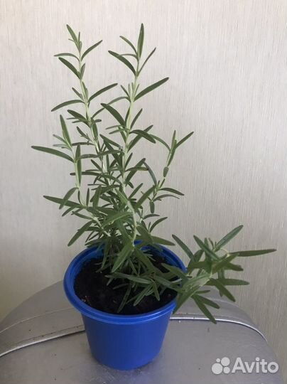 Розмарин в горшке