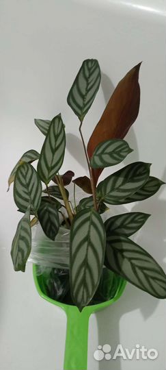 Ктенанта саженцы