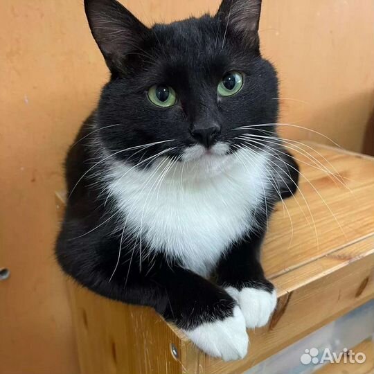 Ласковый кот в добрые руки