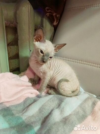 Канадский сфинкс