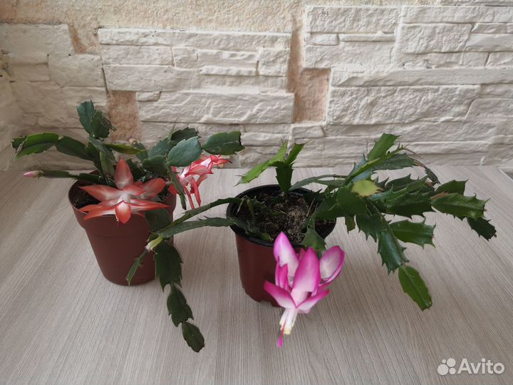 Цветы Декабрист и Эписция