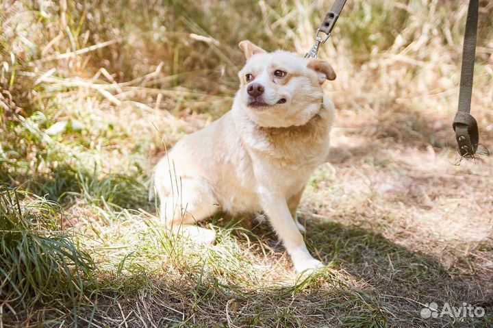 В супердобрые руки собака Тефтелька