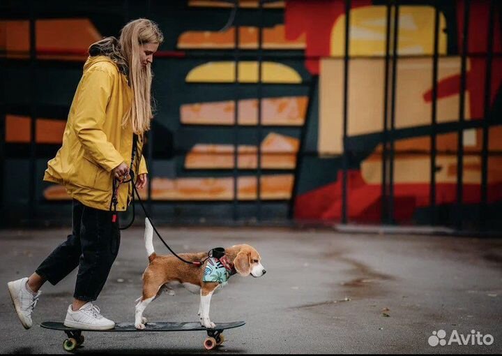 Собака для фотосессии/бигль