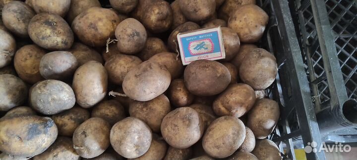 Семянной картофель