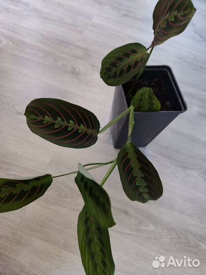 Маранта триколор