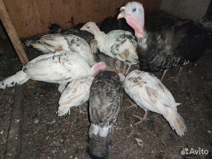 Индюки на племя