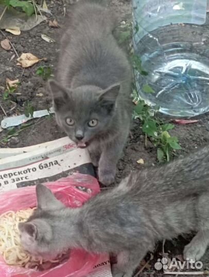 Котята в добрые руки