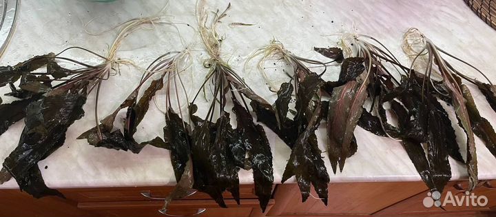 Криптокорина растение для аквариума