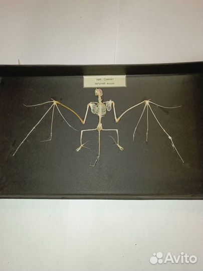 Скелет летучей мыши