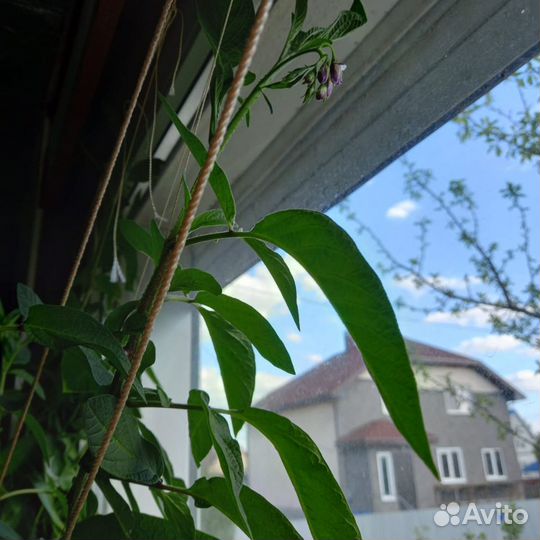 Пепино дынная груша укорененный черенок экзотика