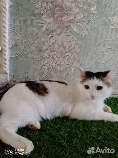 Отдам кота в добрые руки