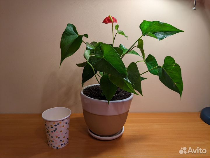 Антуриум красный цветет 22 см